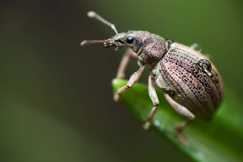 Жук долгоносик домашний