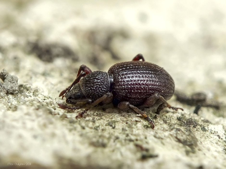 Жук долгоносик клубневый