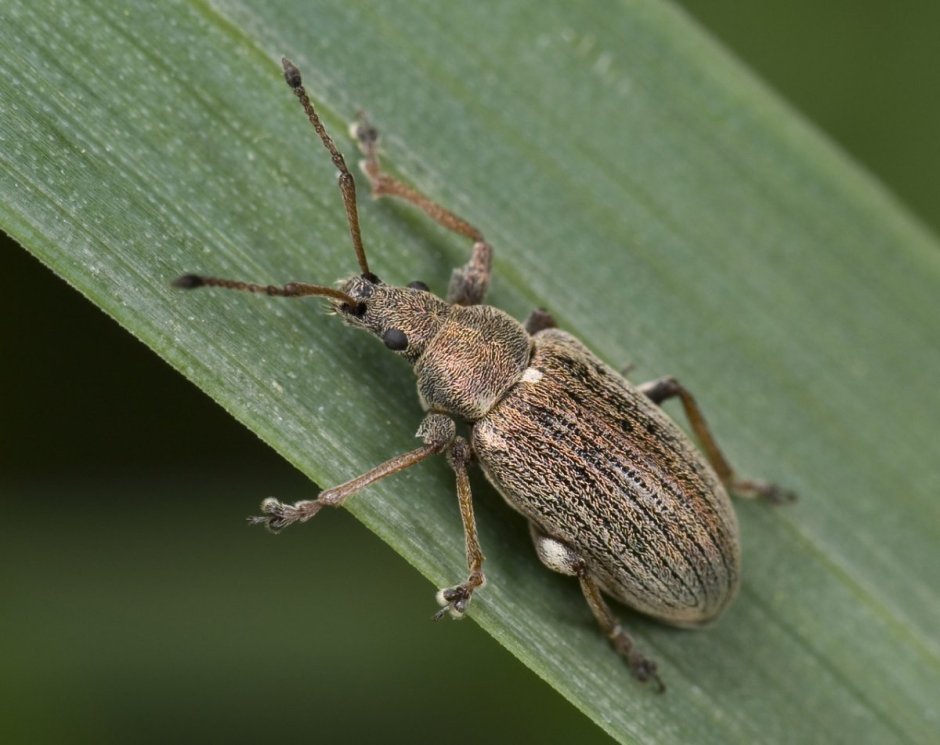 Жук Trachelophorus Giraffa