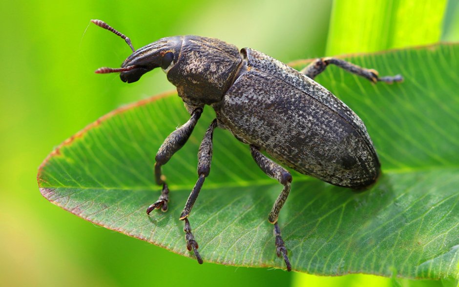 Кленовый долгоносик-семяед