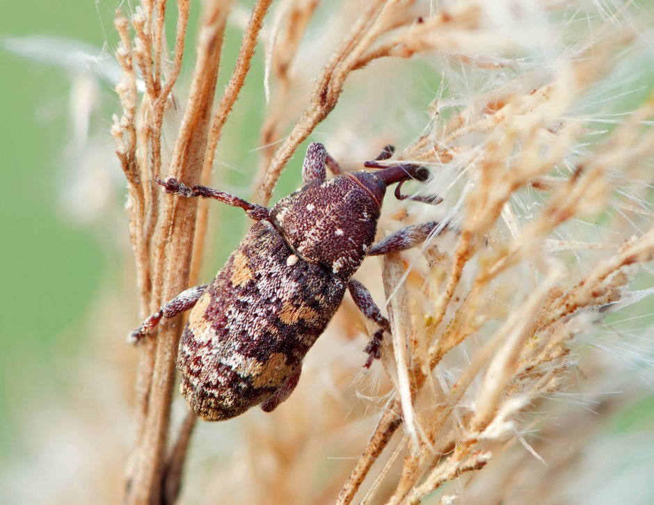 Жук Мегасома
