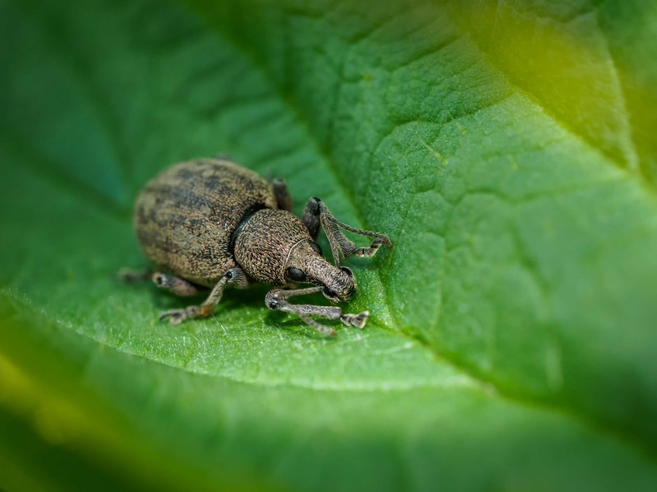 Жук долгоносик вредитель