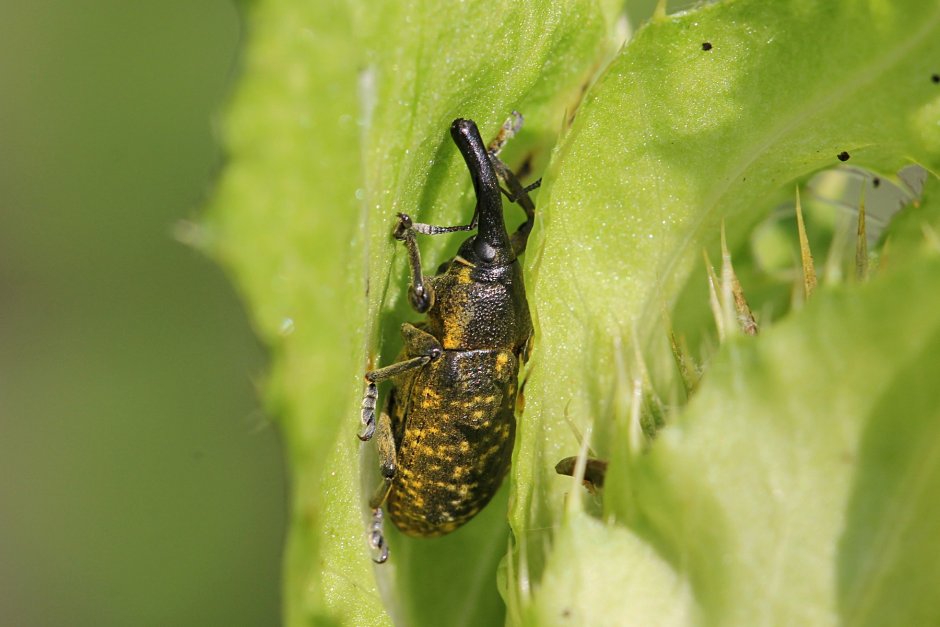 Пестрый долгоносик