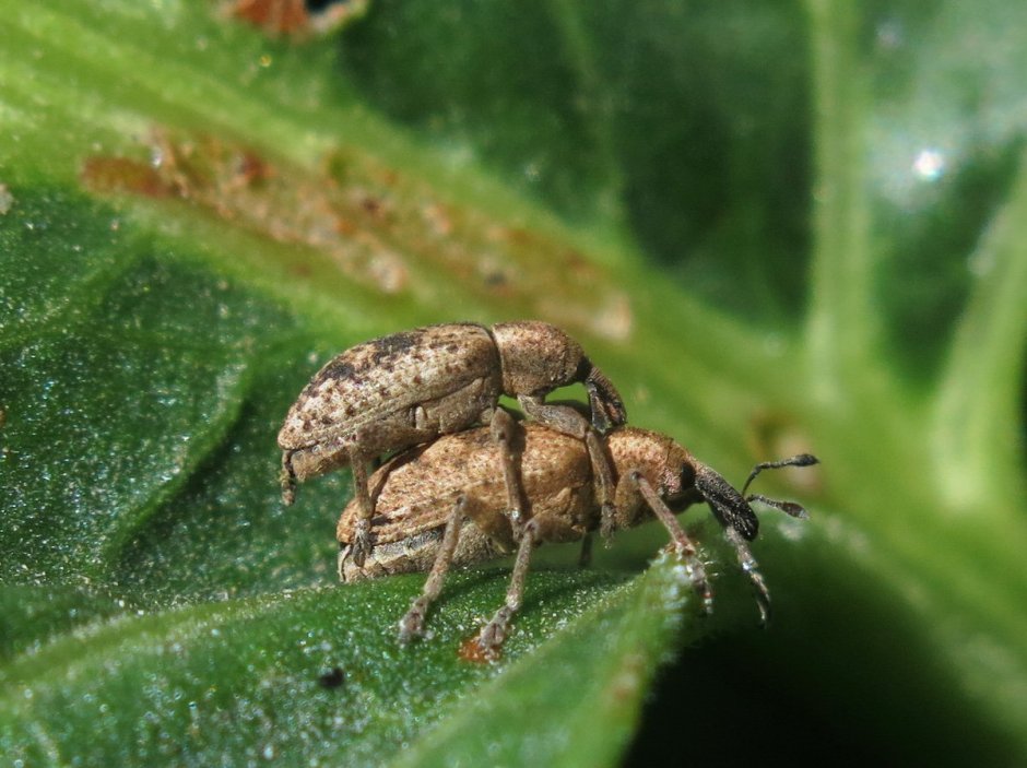 Синий Сосновый долгоносик