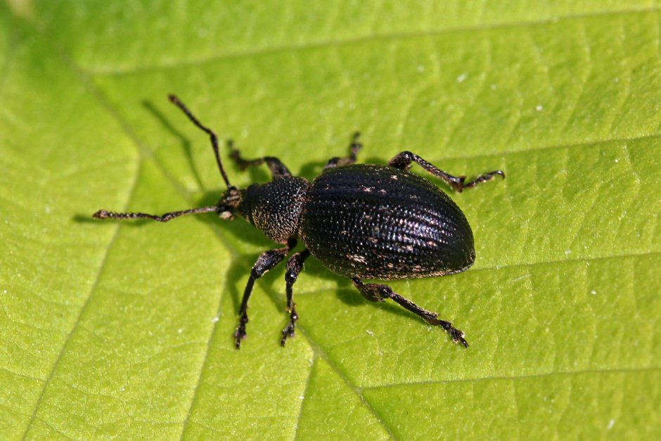 Жук долгоносик полосатый