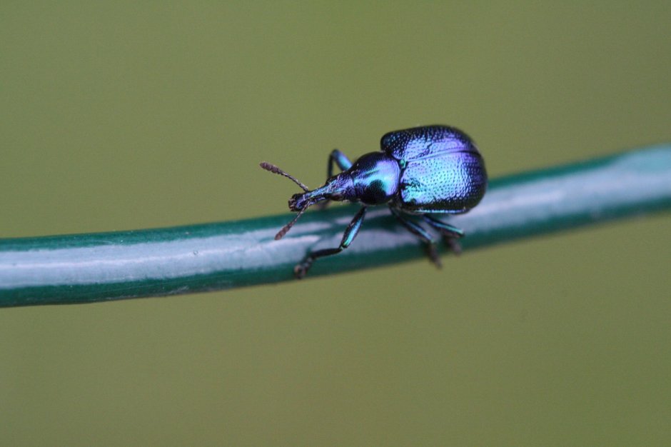 Долгоносик Скосарь