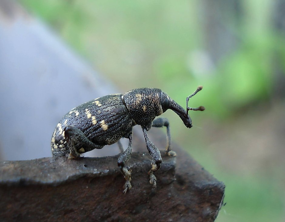 Серый свекловичный долгоносик