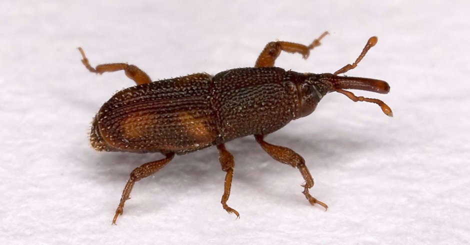 Жук долгоносик маленький