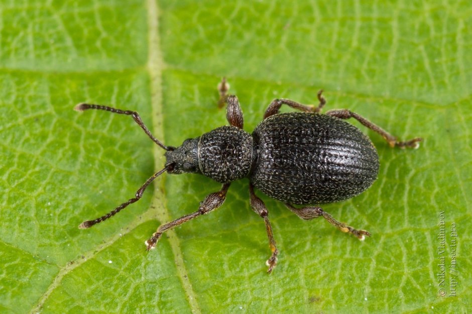 Долгоносик на сирени