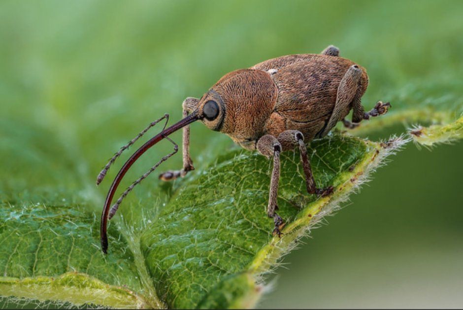 Жук Ореховый долгоносик