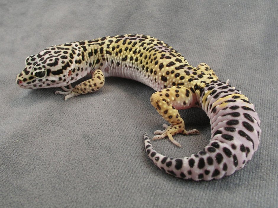 Uromastyx nigriventris