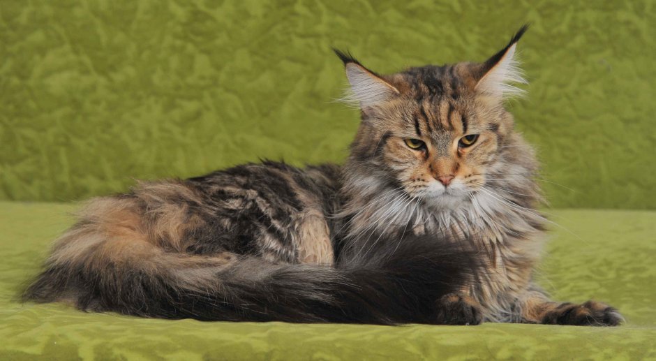 Кошка Мейн кун