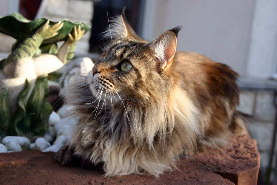 Кошки маленькие