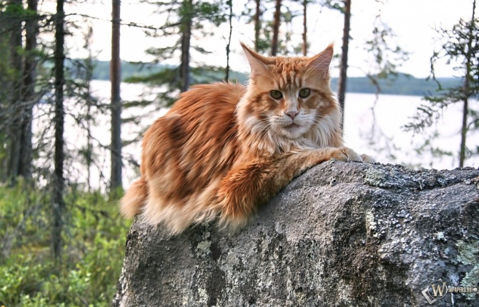Кошка Мейн кун