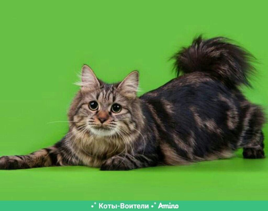 Дикая кошка Мейн кун