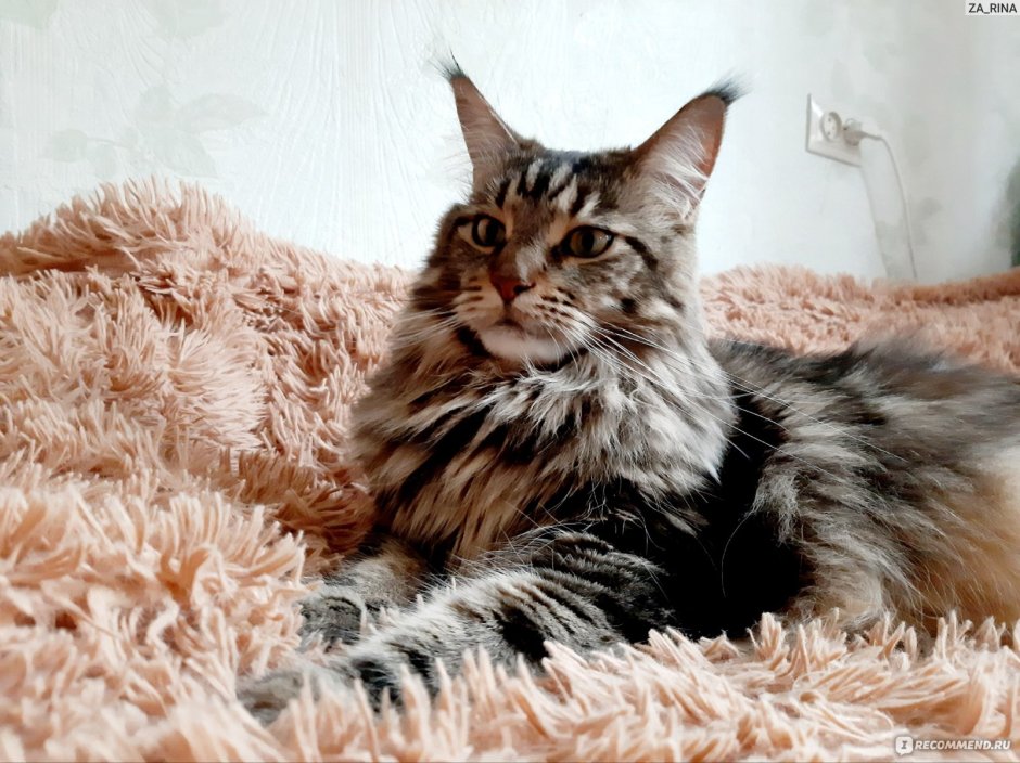 Skogkatt - Норвежская Лесная кошка.