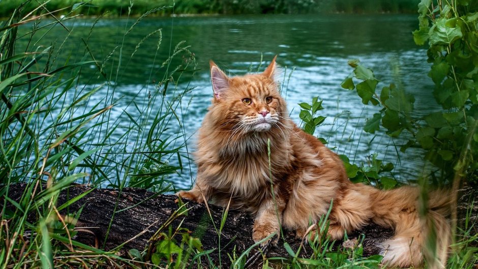 Норвежская Лесная кошка рыжая