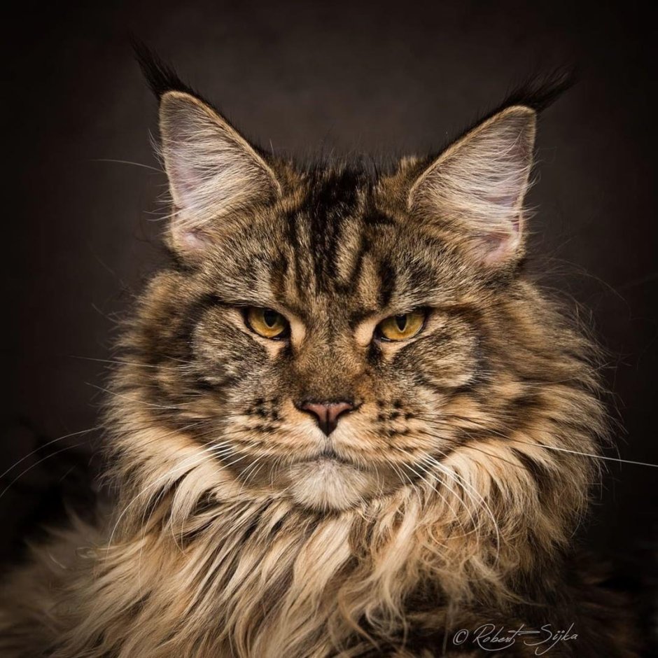 Котята Мейн кун характер