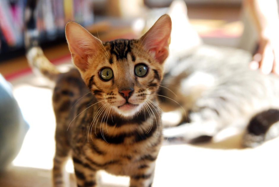 Cat