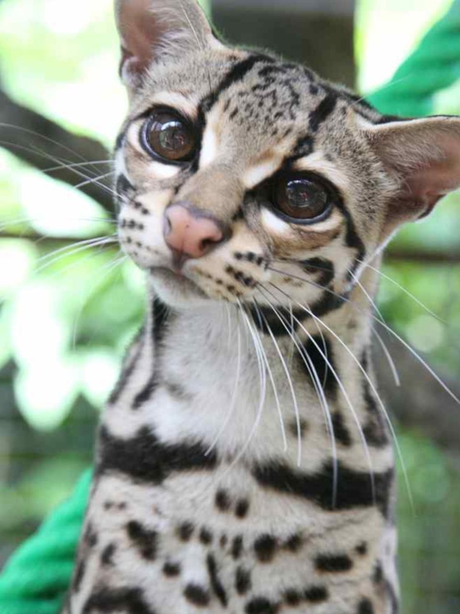 Бенгальская кошка