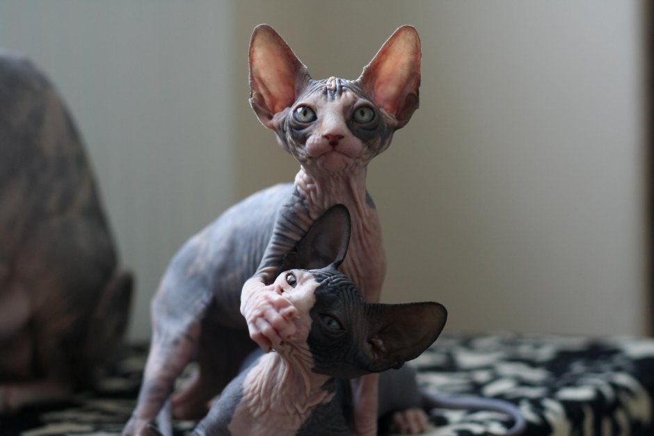 Бенгальская кошка