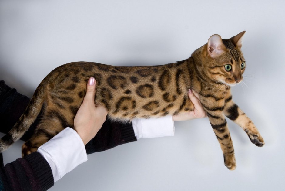 Бенгальская кошка снежный Барс