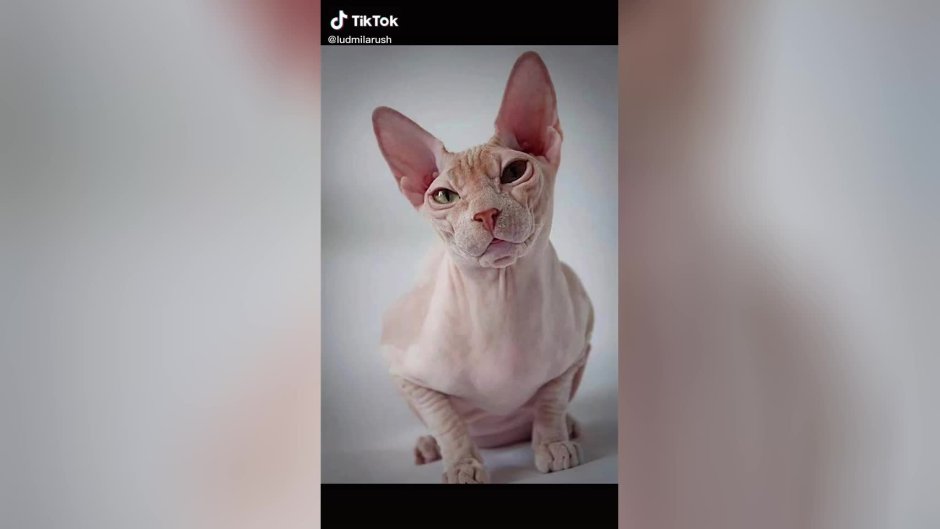 Лысый бенгальский кот