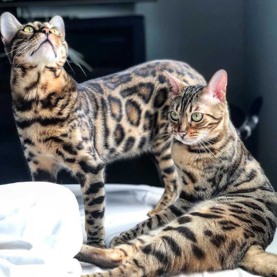 Бенгальская кошка тигровая
