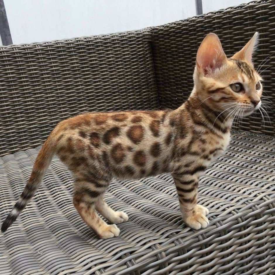 Что едят бенгальские кошки