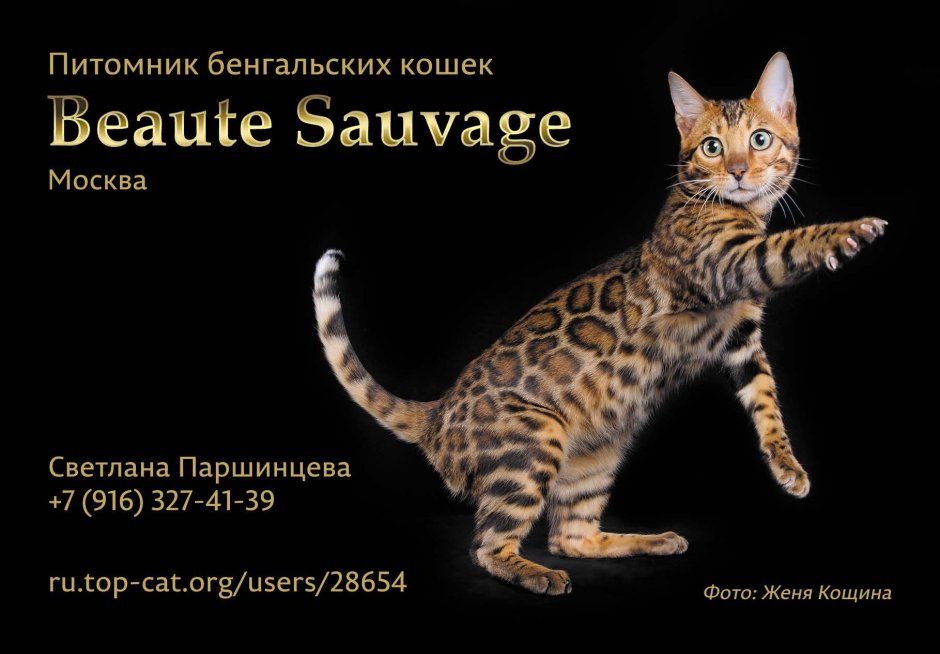Метис Донской и канадский сфинкс