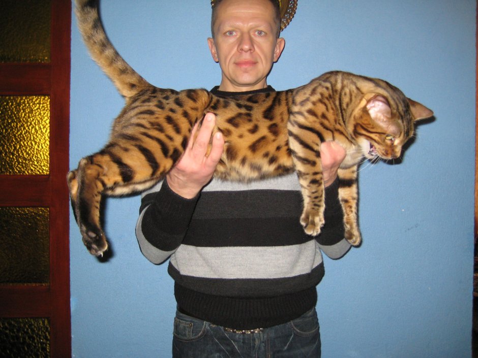 Бенгальская кошка
