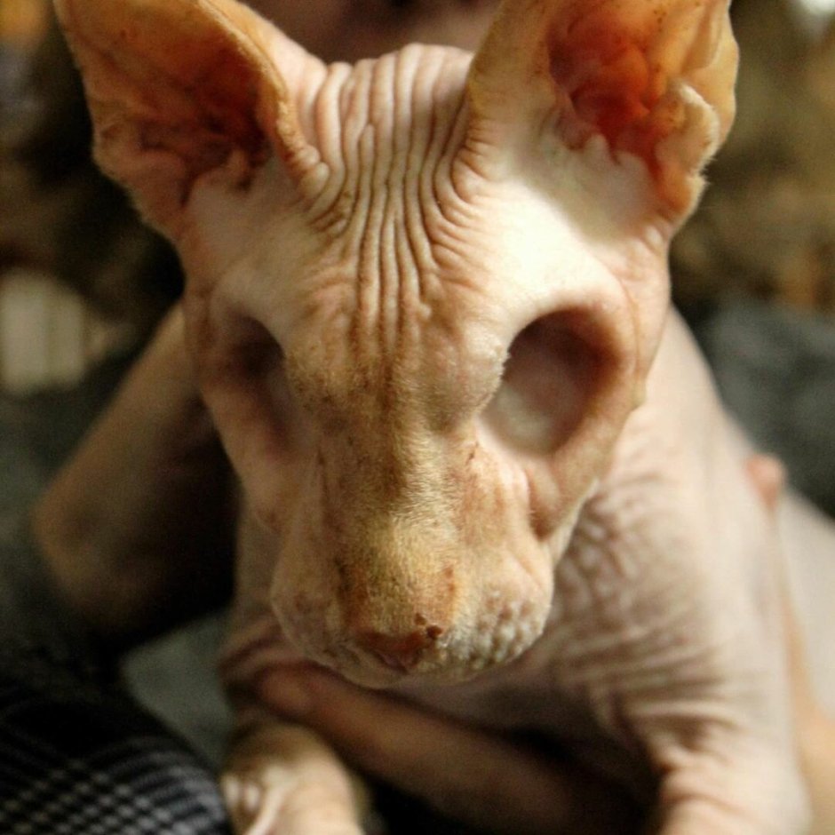 Бенгальская кошка карлик
