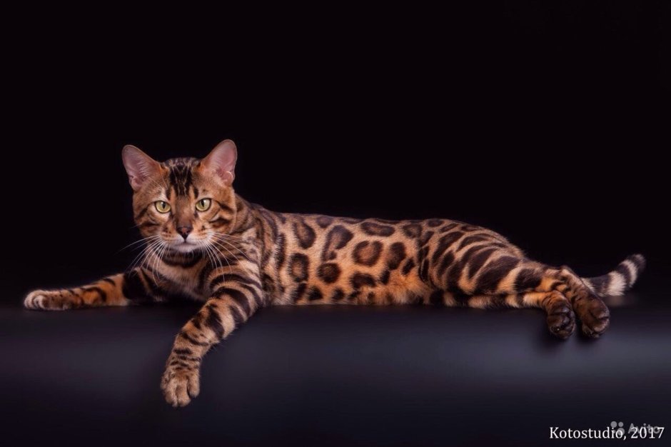 Бенгальская кошка Марбл