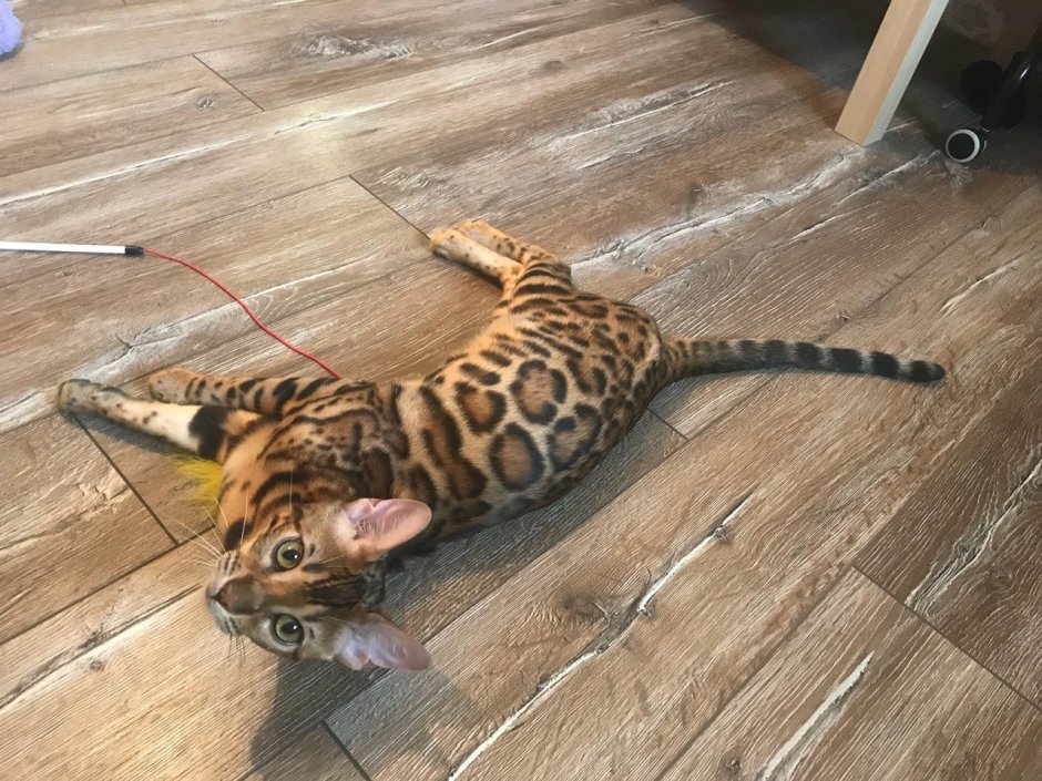 Сфинкс Эльф котенок