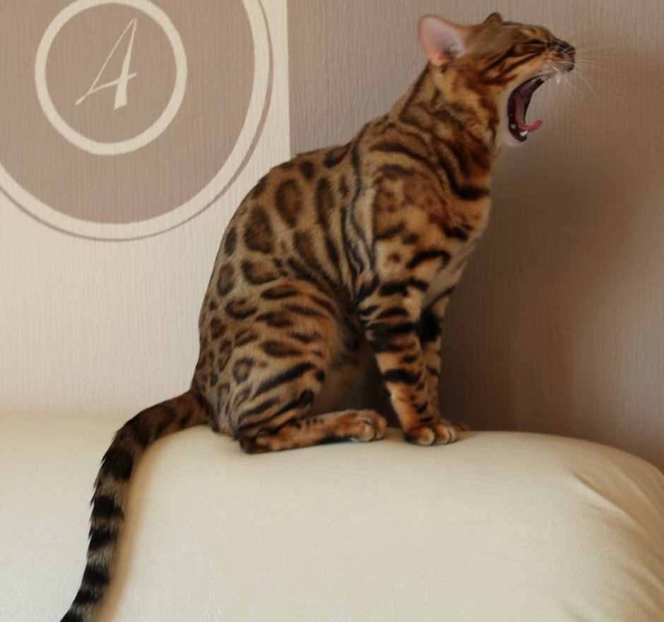Бенгальский кот в ванной