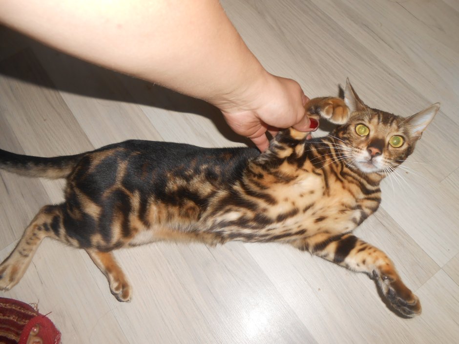 Бенгальский кот угольный окрас