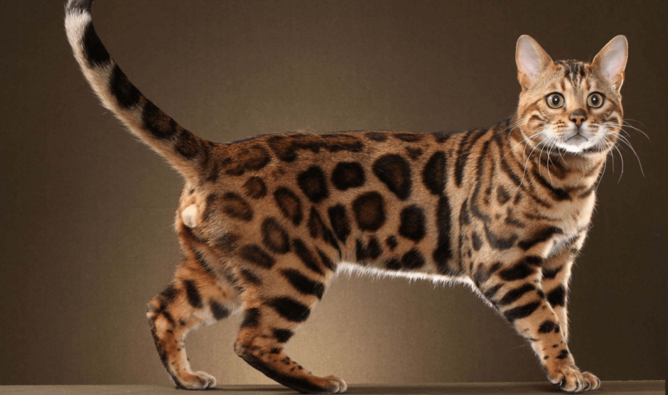 Бенгальская кошка аметист