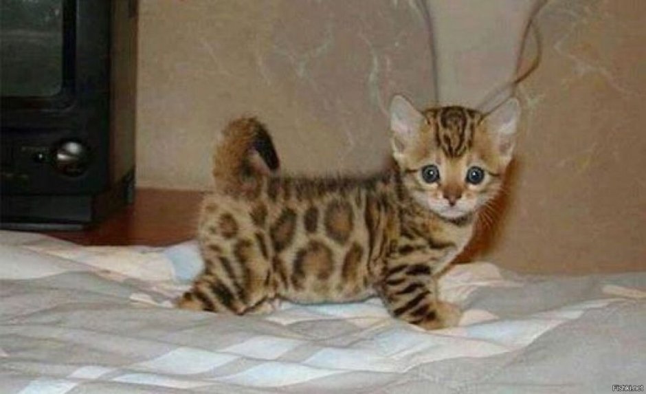 Бенгальская короткошерстная кошка