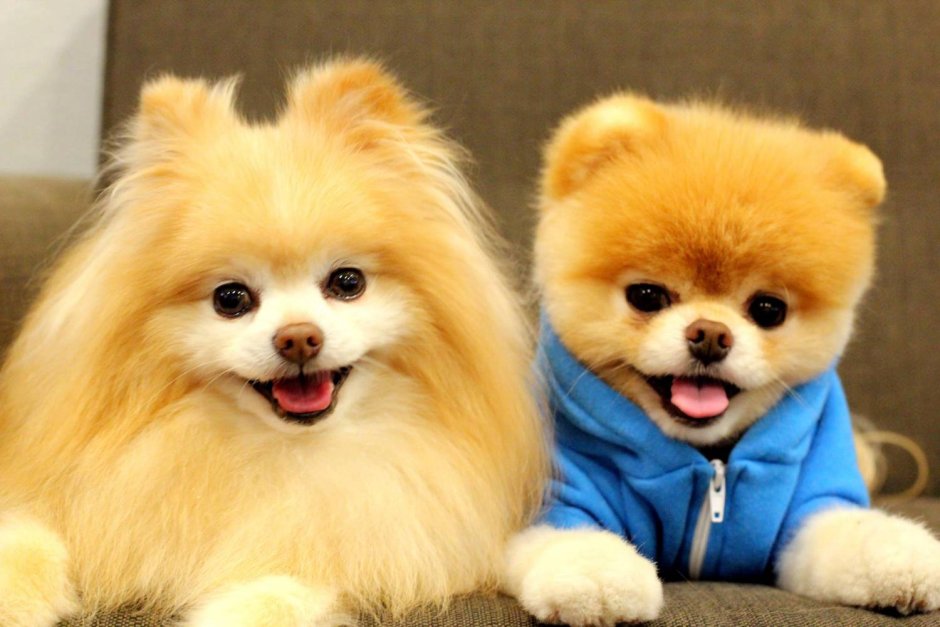 Teacup Pomeranian порода