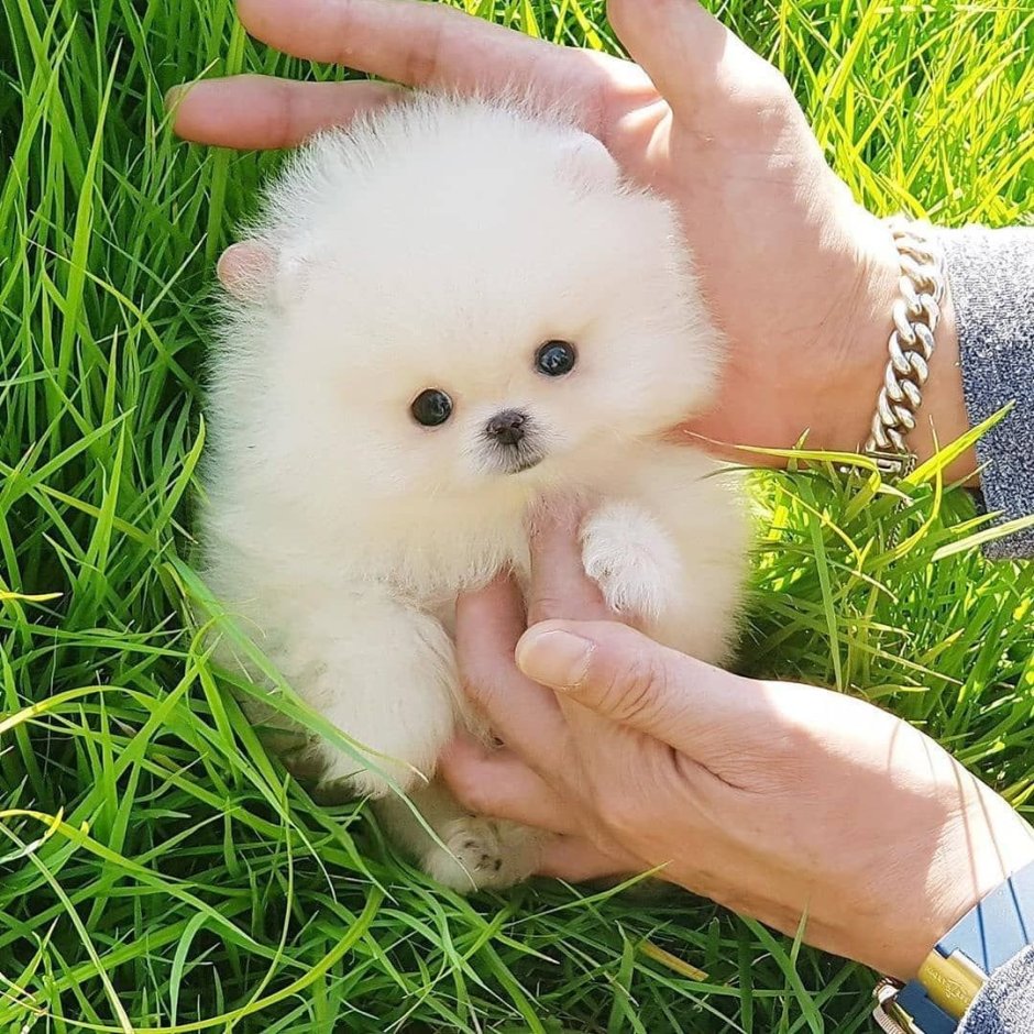 Померанский шпиц Boo