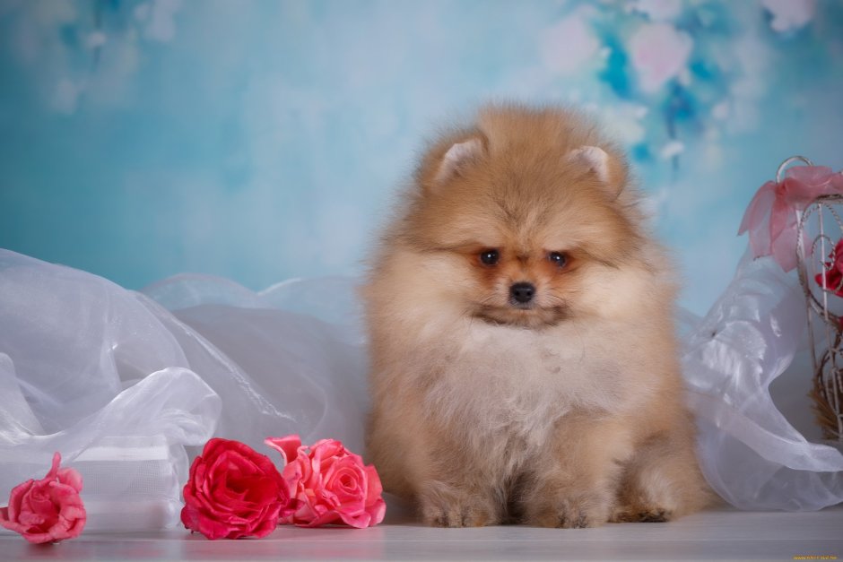 Померанский шпиц Boo