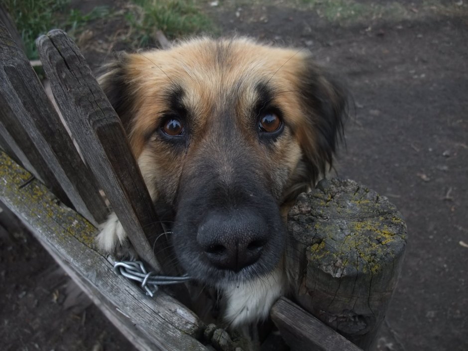 Собачка 'Бобик'