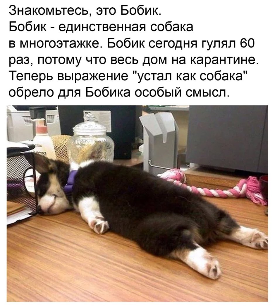 Устал как Бобик