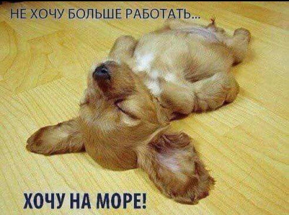 Бобик в гостях у Барбоса мультфильм