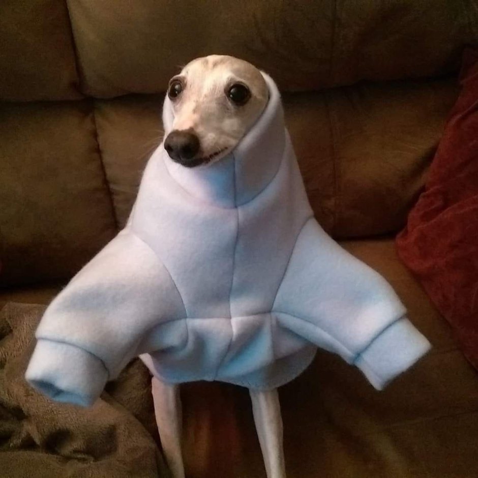 Щенок бежит мультяшный