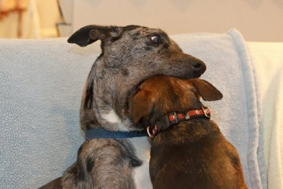 Elke Vogelsang собаки