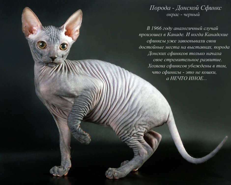 Альбинос сфинкс котенок