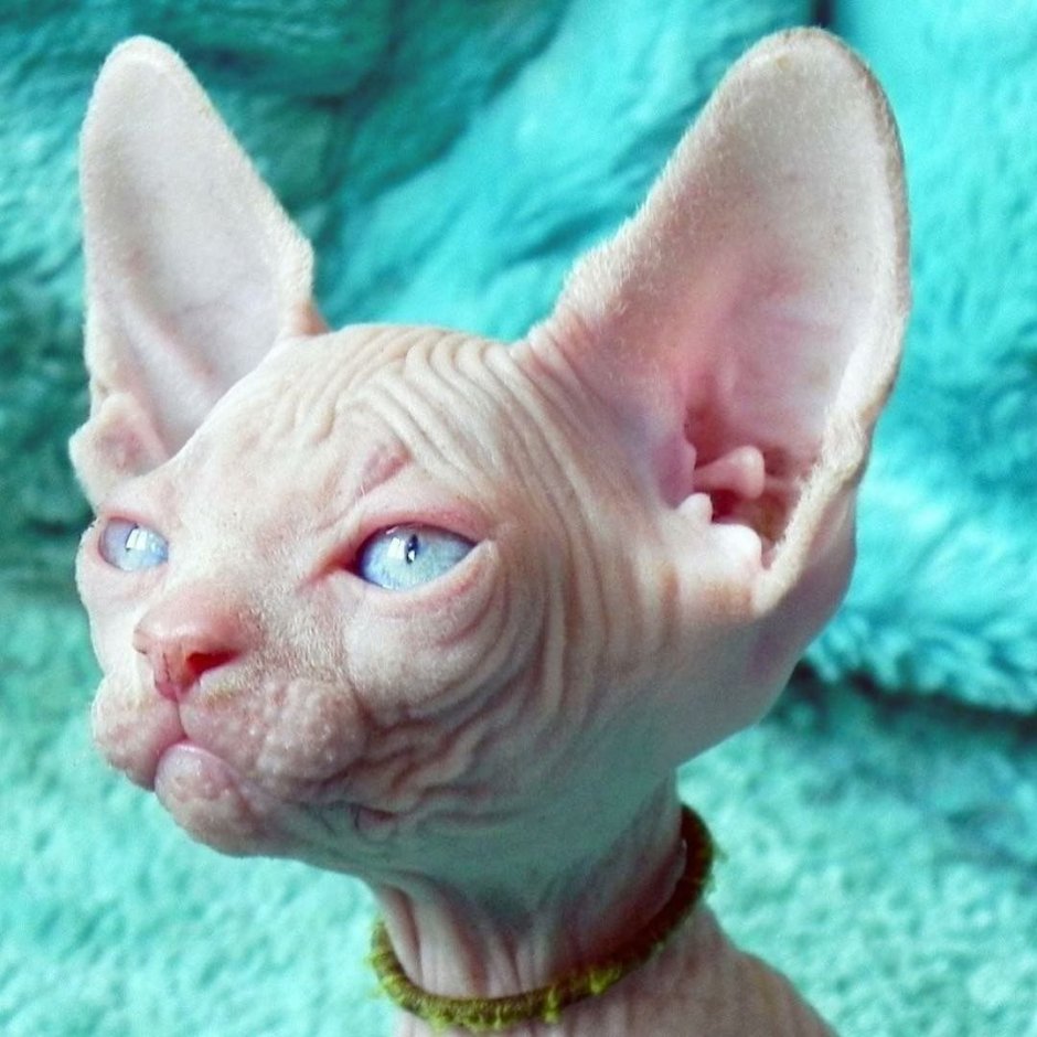 Сфинкс Котопес