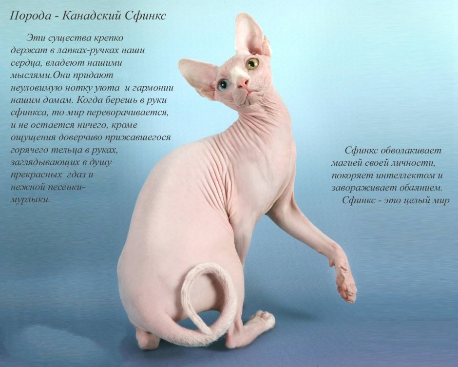 Сфинкс кошка фото