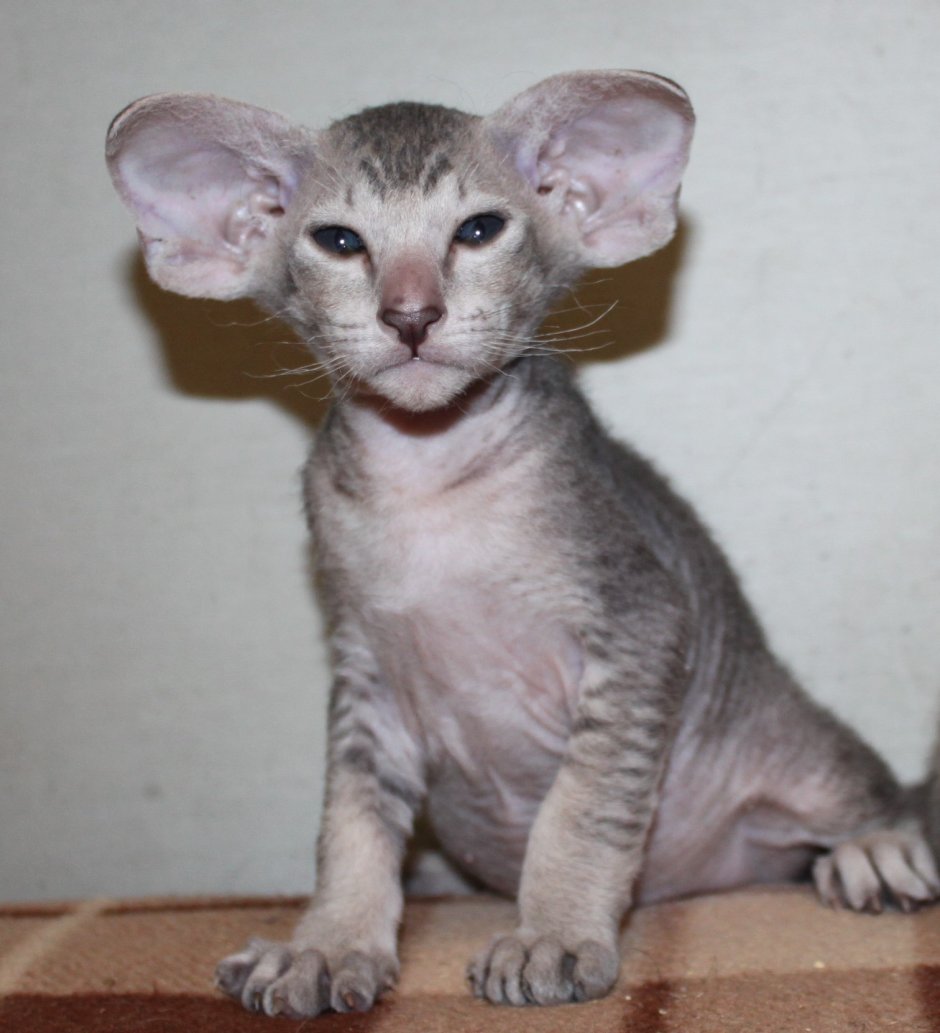 Котенок девочка сфинкс